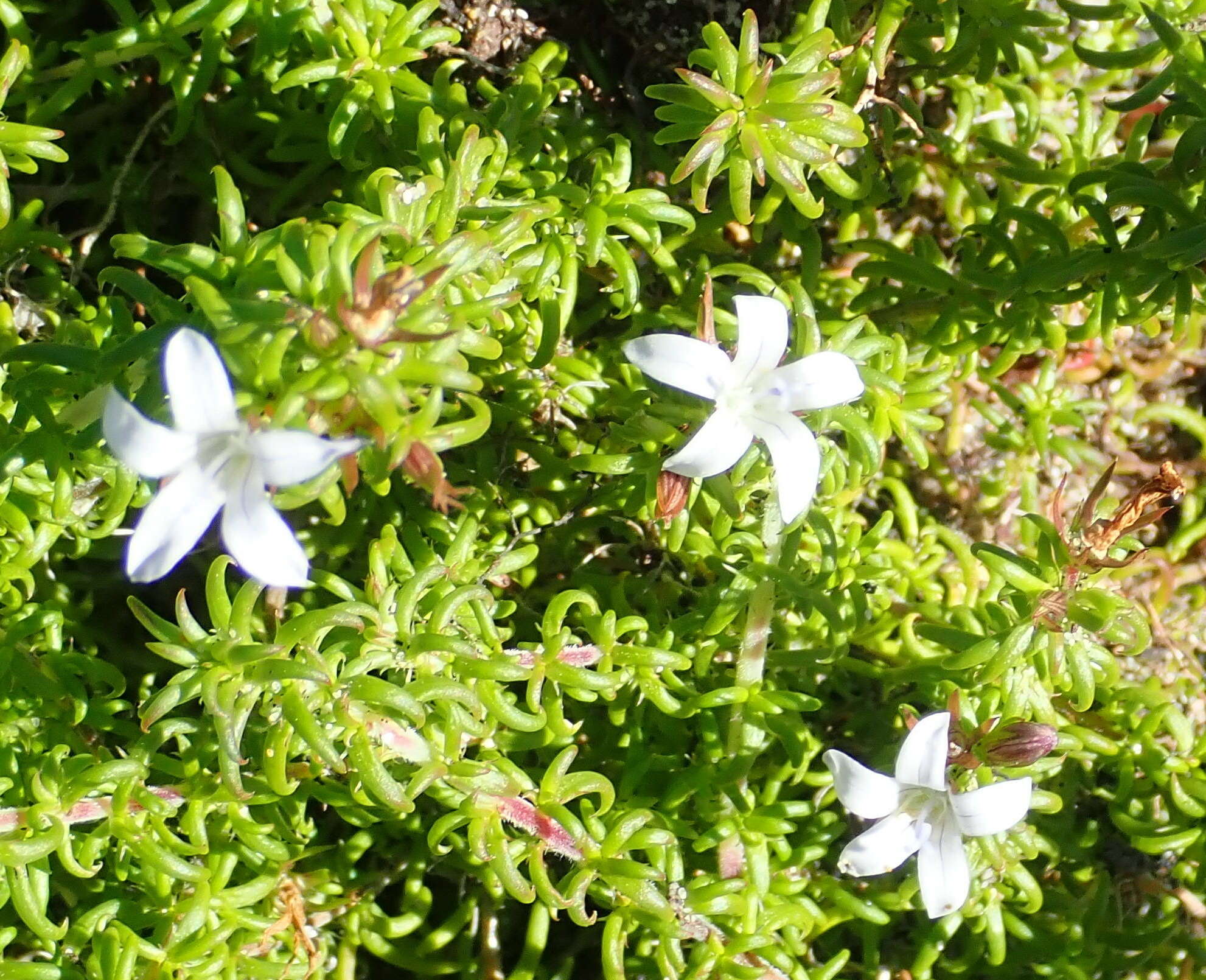 Image of Wahlenbergia thunbergii (Schult.) B. Nord.