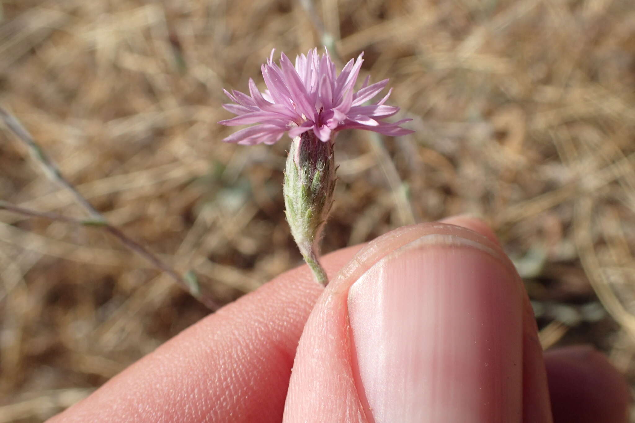 Plancia ëd Lessingia hololeuca Greene