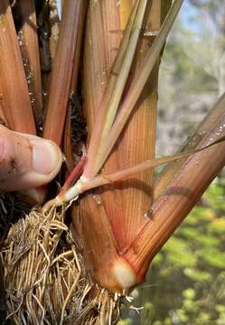 Image of St. Marks yelloweyed grass