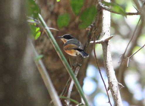 صورة Batis capensis hollidayi Clancey 1952