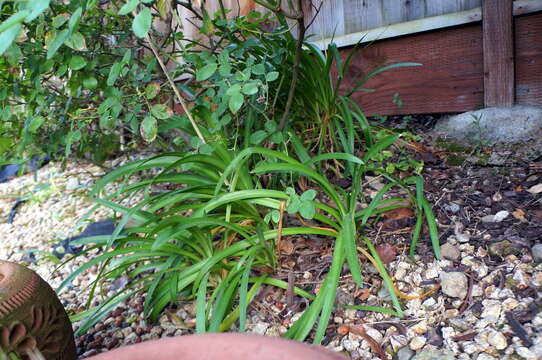 Imagem de Agapanthus praecox Willd.