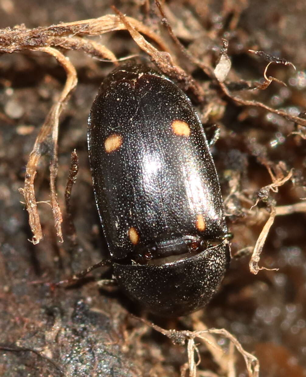 Image of Glischrochilus siepmanni Brown 1932