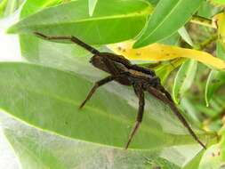 Image of Dolomedes minor L. Koch 1876