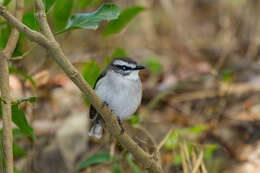 Image of White-browed Robin