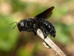 Plancia ëd Xylocopa iris (Christ 1791)