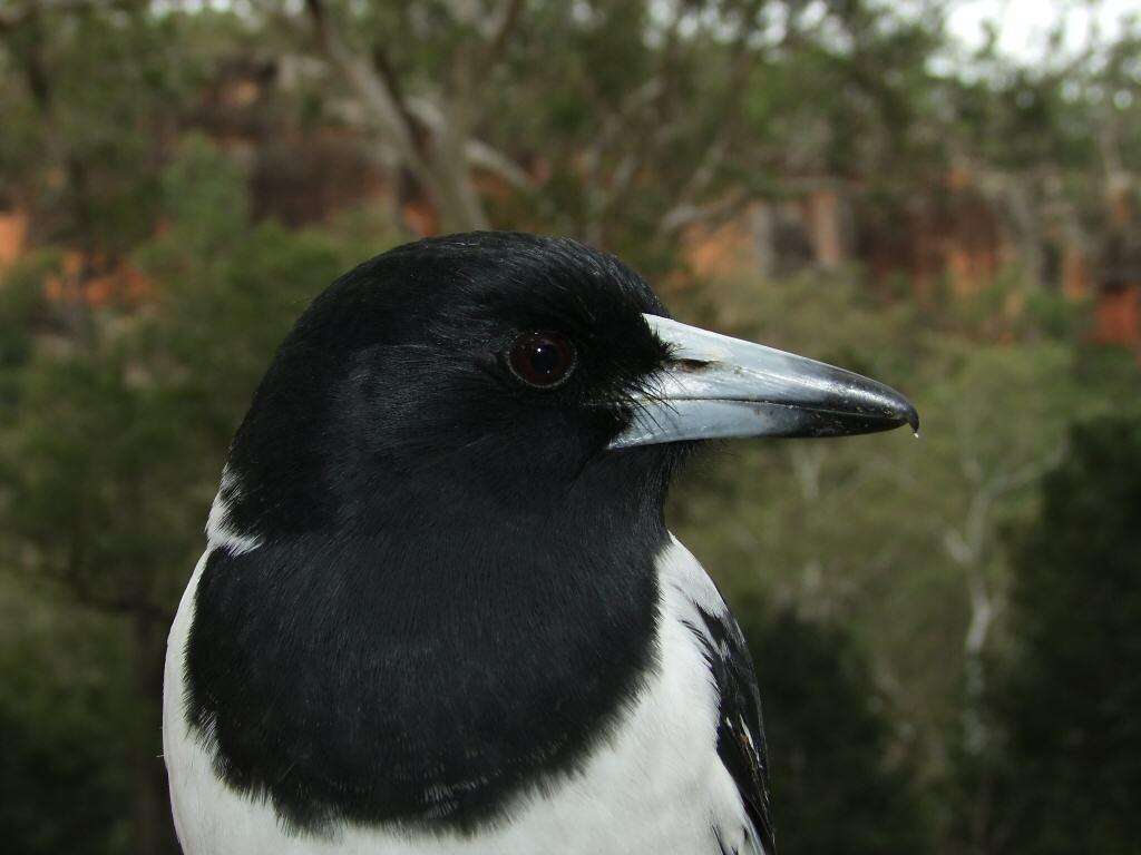 Imagem de Cracticus nigrogularis (Gould 1837)