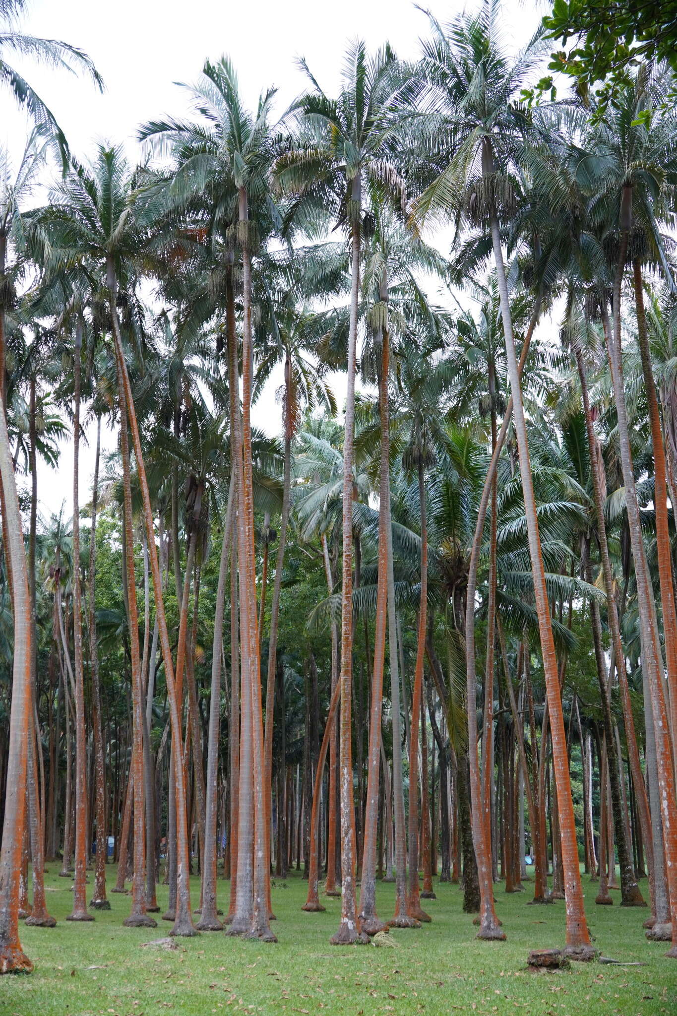 Image of Barbel palm