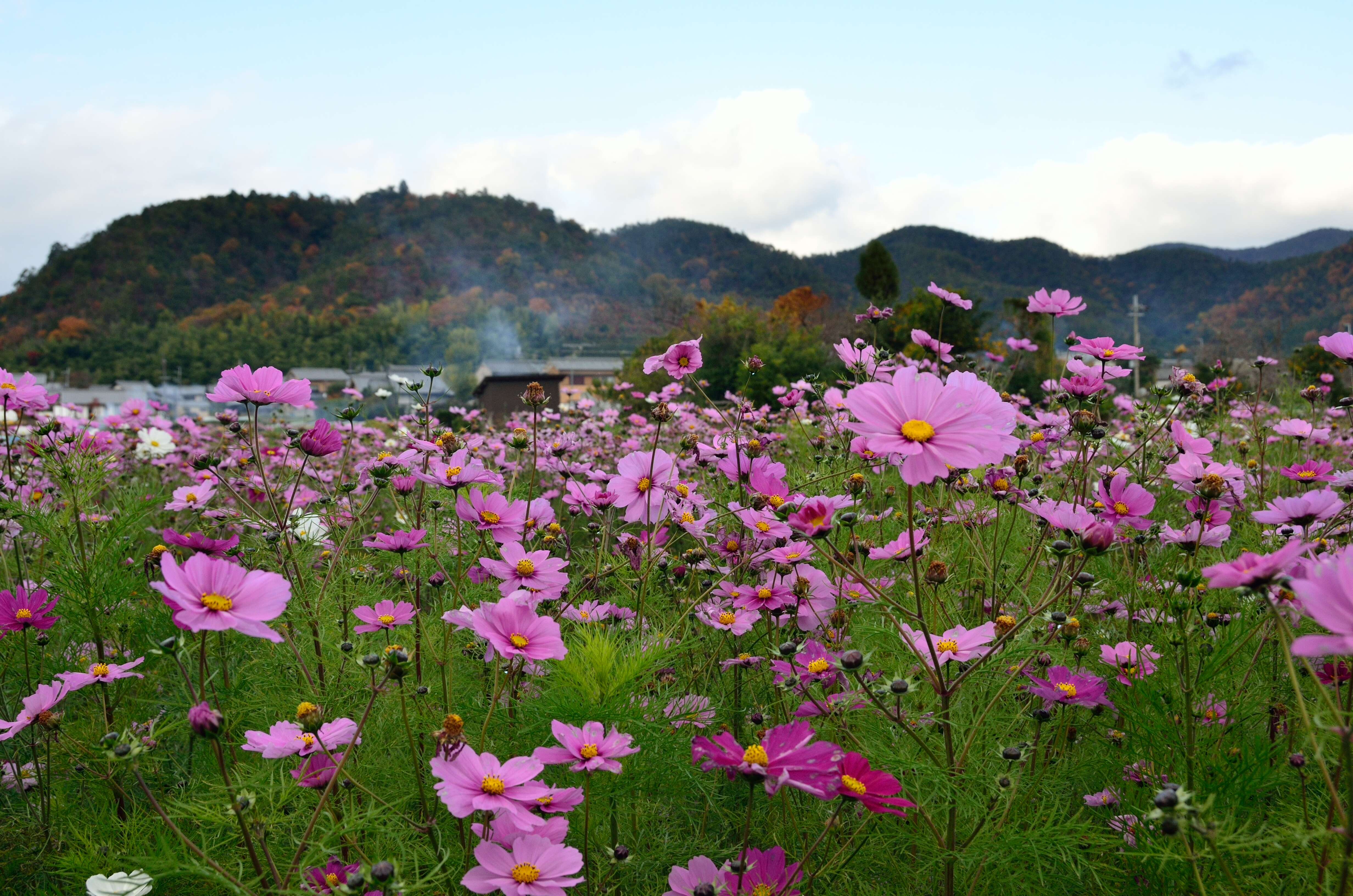 Image of garden cosmos