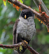 Image of Black-and-white Owl