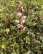 Image de Pyrola rotundifolia subsp. norvegica (Knaben) L. Hämet-Ahti