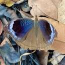 Image of Junonia artaxia Hewitson 1864