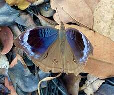 Image of Junonia artaxia Hewitson 1864