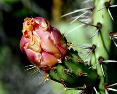 Image of Coastal Prickly-pear