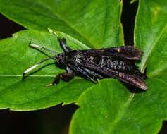Image of Virginia Creeper Clearwing