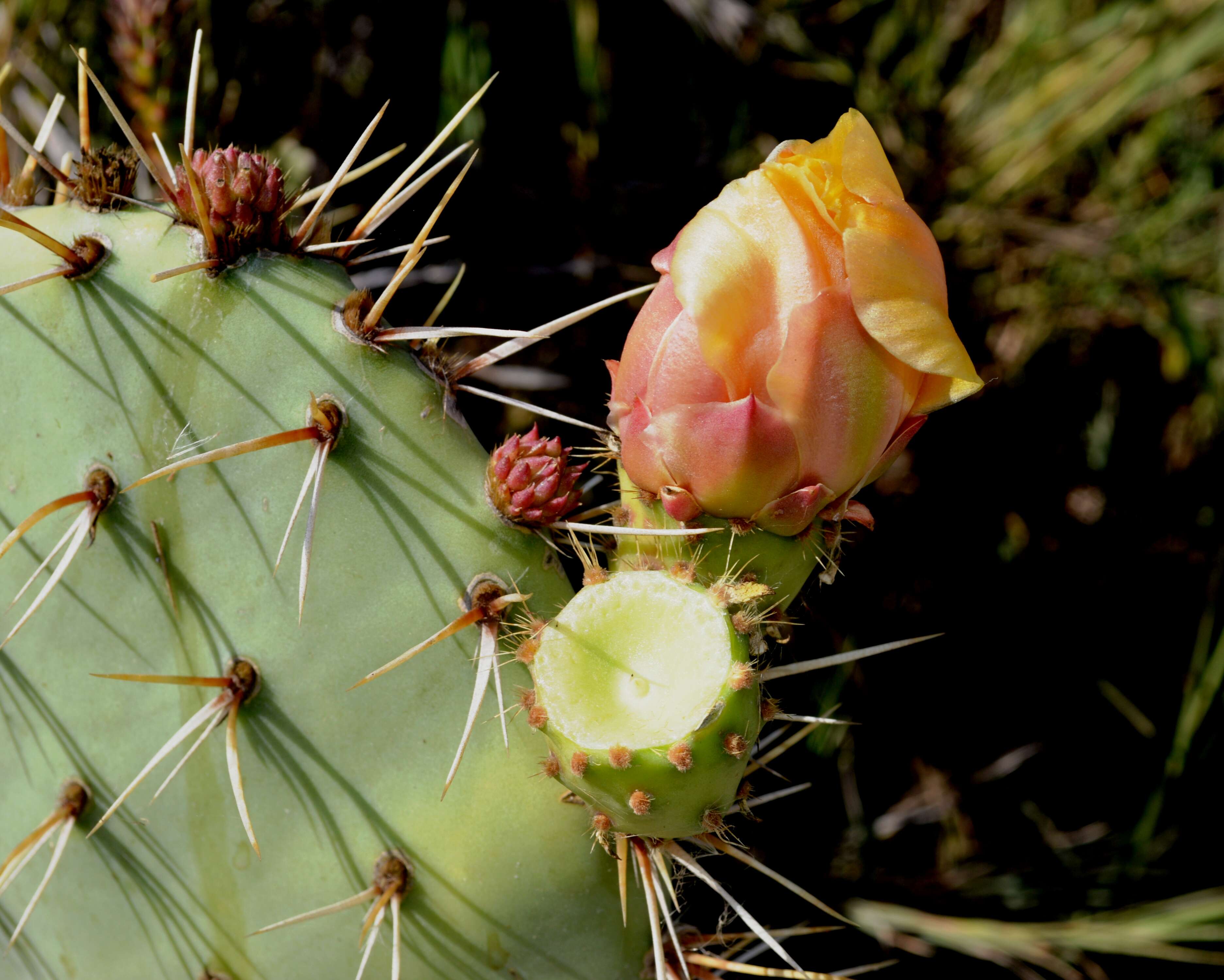 Image of Coastal Prickly-pear