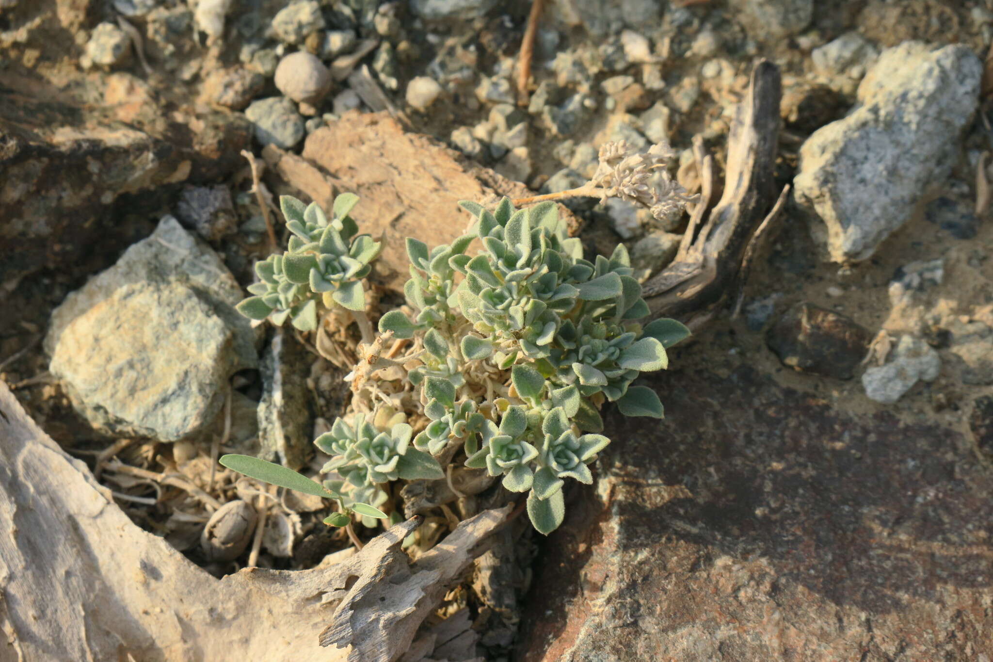 Image of Morettia parviflora Boiss.