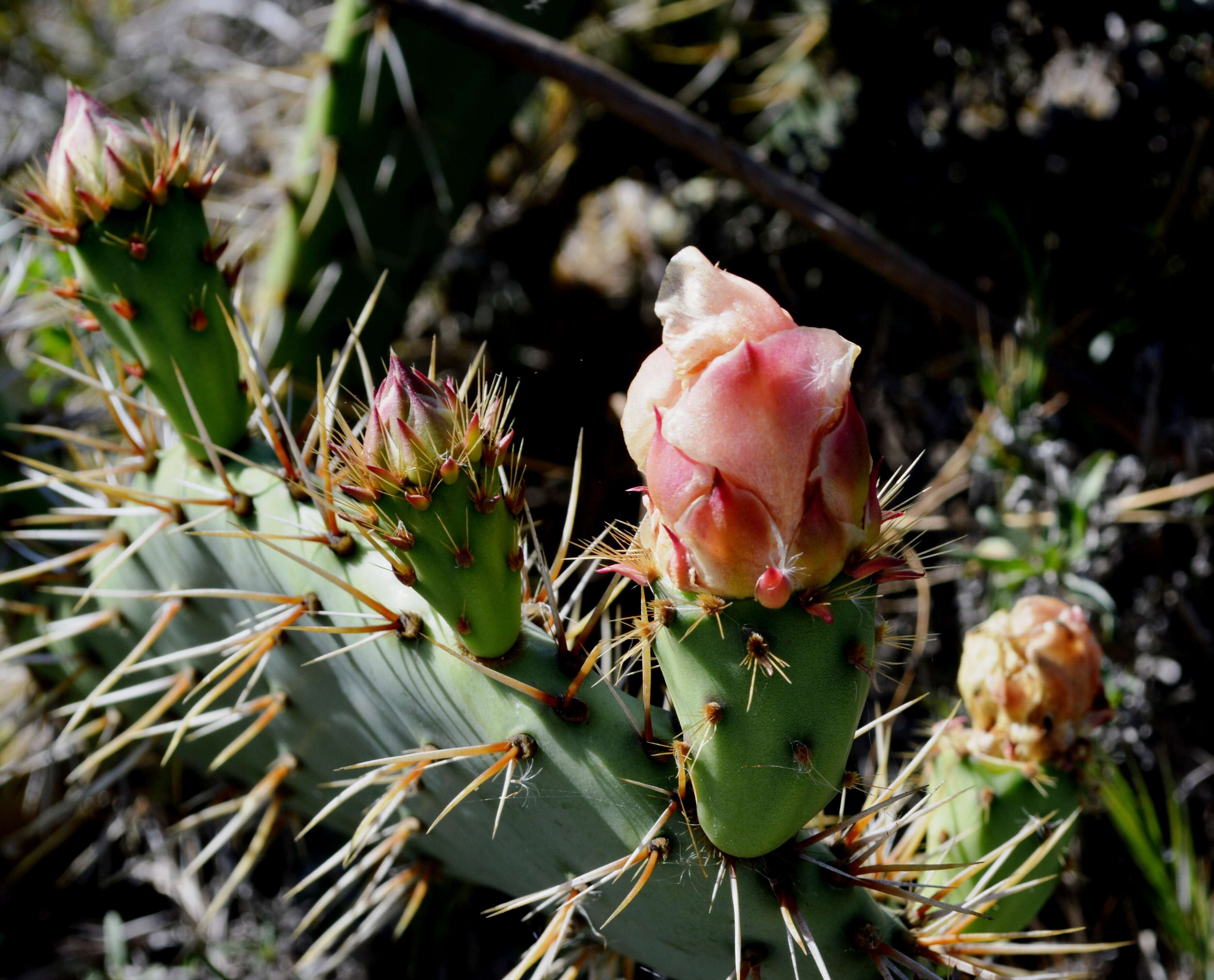 Image of Coastal Prickly-pear