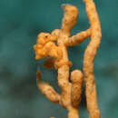 Image of Denise's Pygmy Seahorse