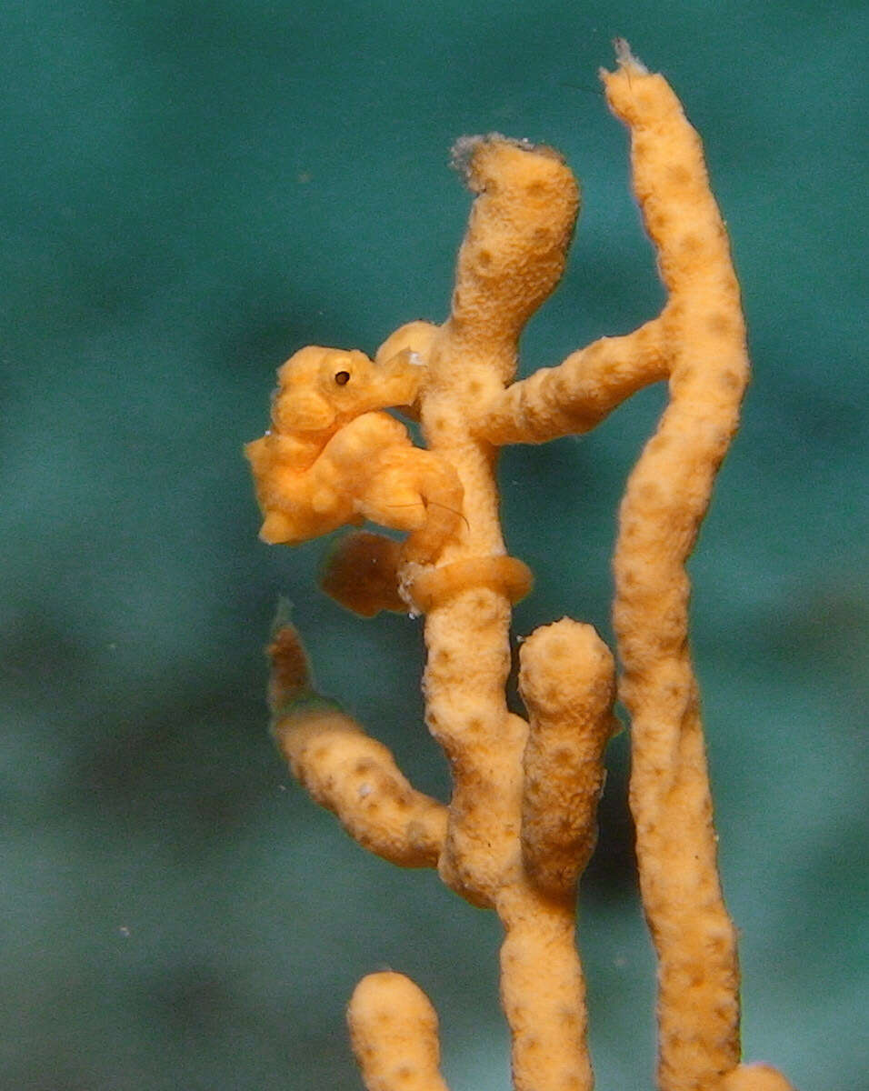 Image of Denise's Pygmy Seahorse