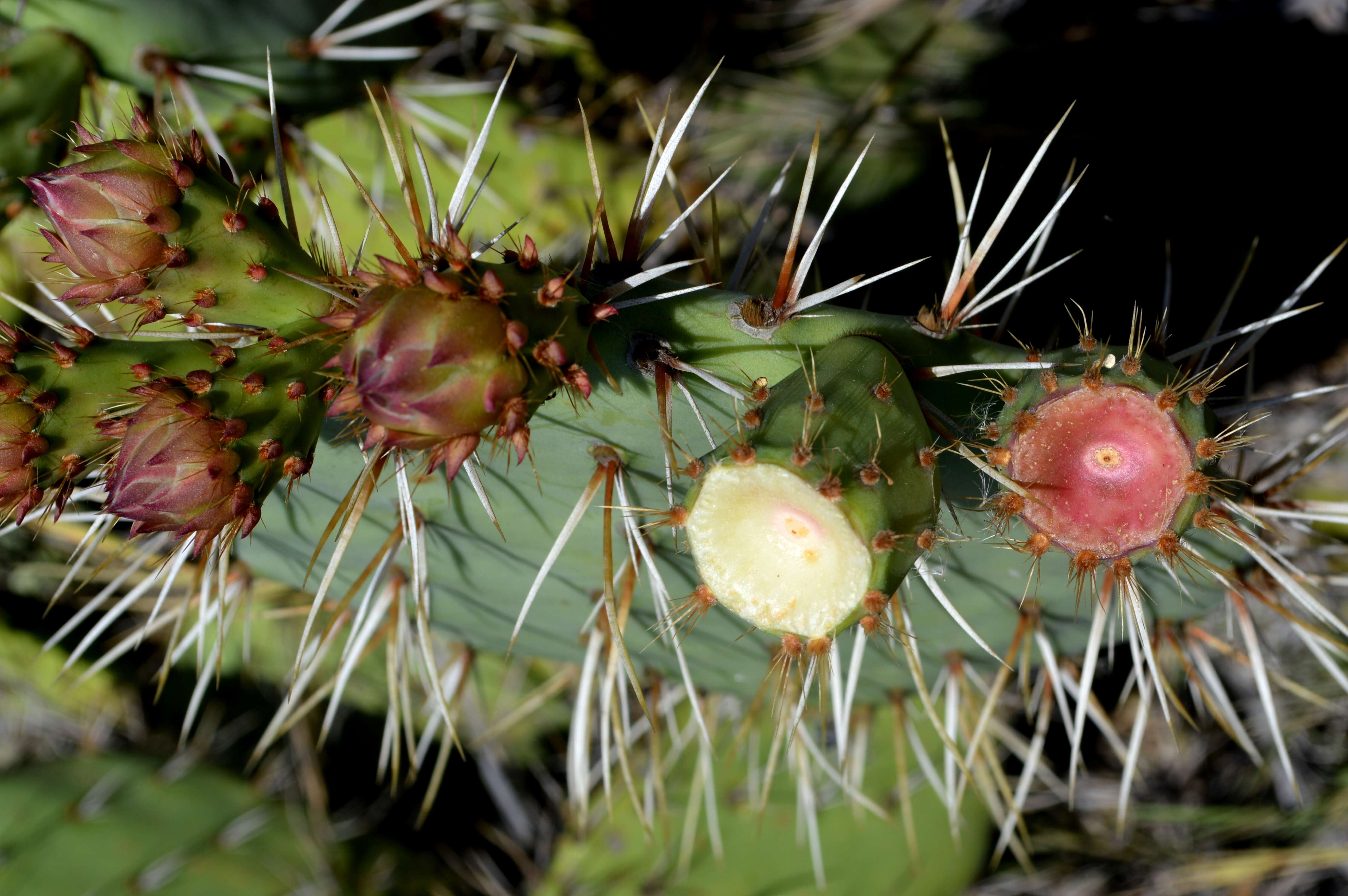 Image of Coastal Prickly-pear