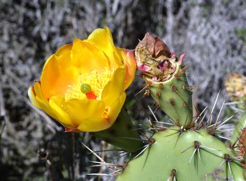 Image of Coastal Prickly-pear