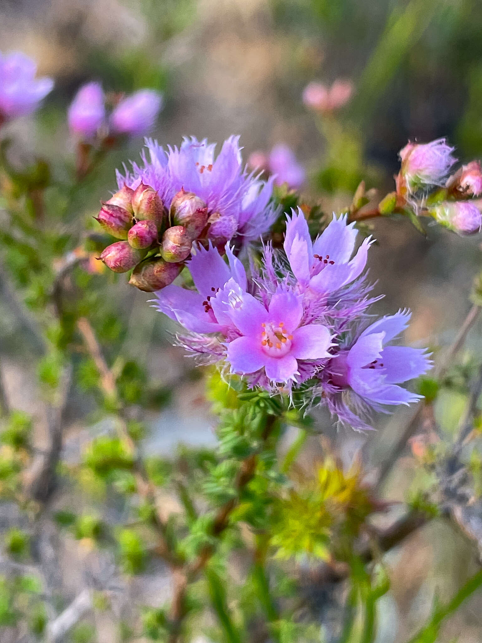 Image of Verticordia pennigera Endl.