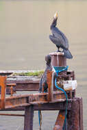 Image of Black Shag