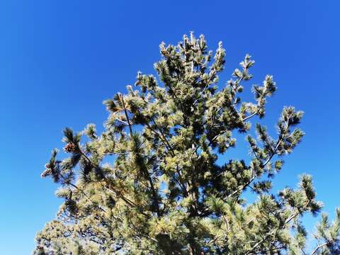 Image of Pinus flexilis var. reflexa Engelm.