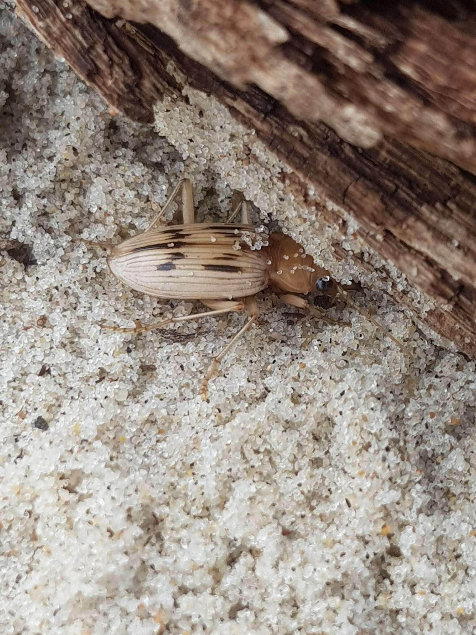 Sivun Nebria (Eurynebria) complanata (Linnaeus 1767) kuva