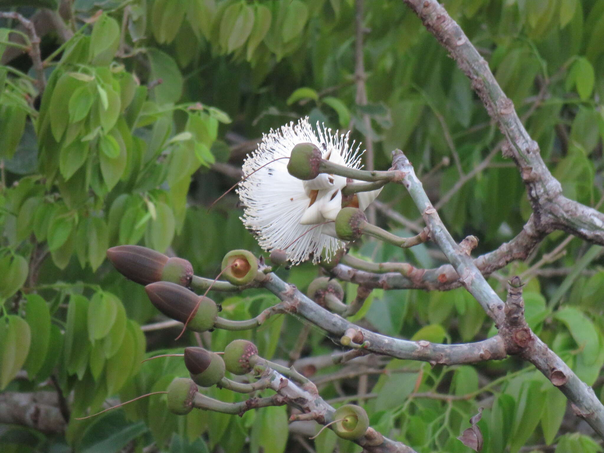 Image of Barrigon Kapoktree