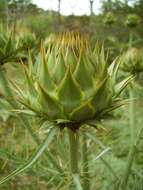 Image of cardoon