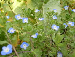 Image of birdeye speedwell