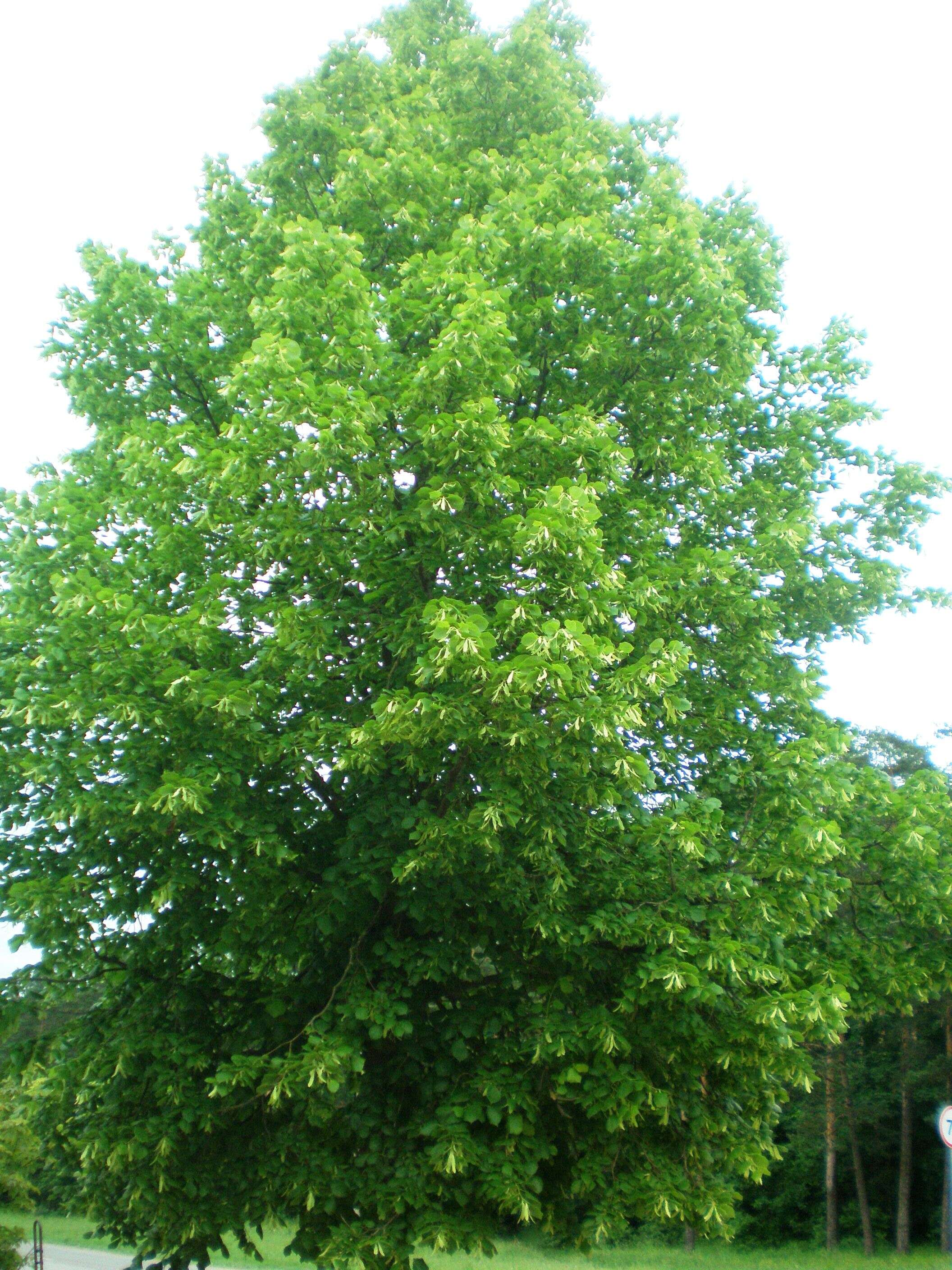 Image of Large-leaved Lime