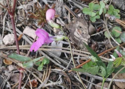 Image of Pinos Altos Mountain bean