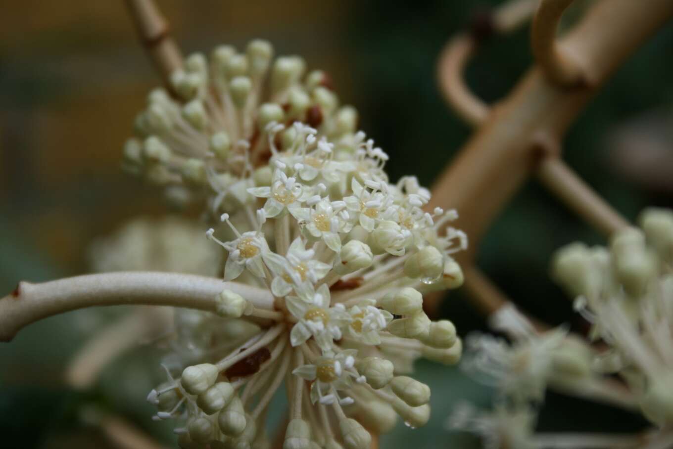 صورة Fatsia