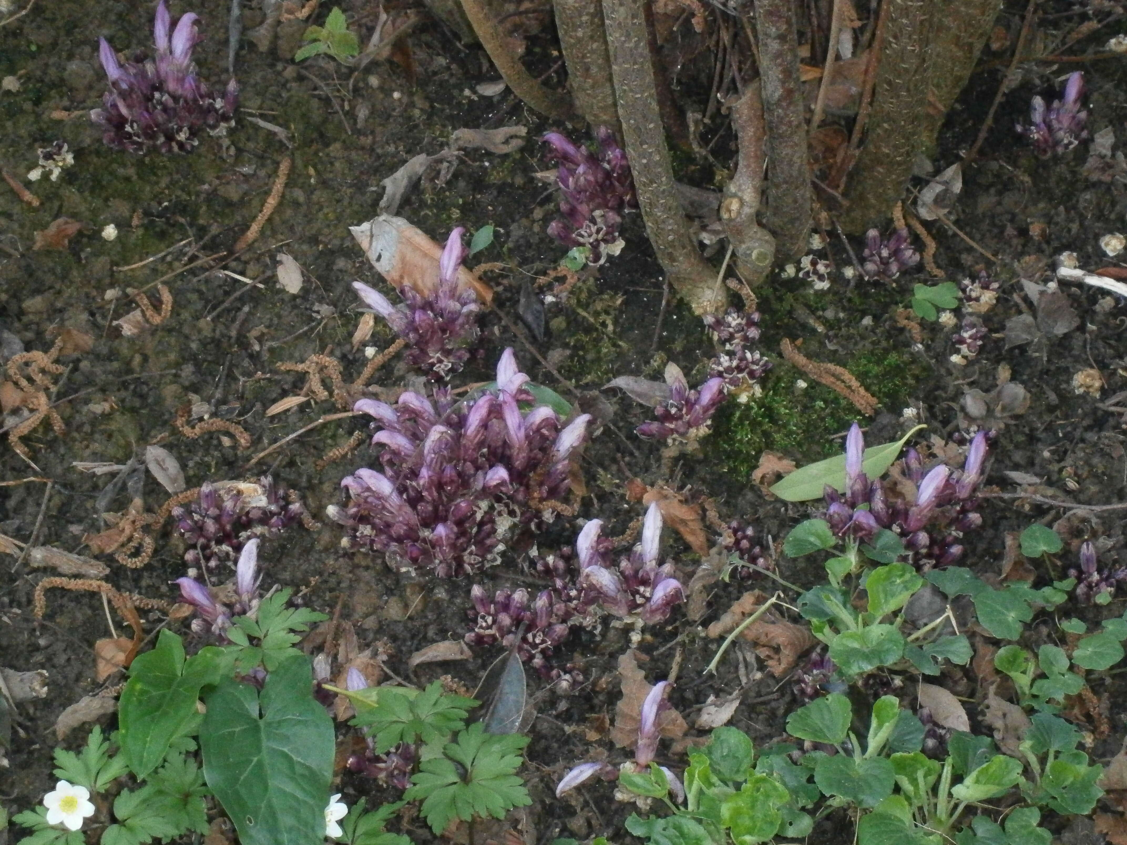 Image of Lathraea clandestina L.