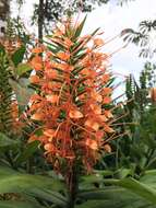 Слика од Hedychium coccineum Buch.-Ham. ex Sm.