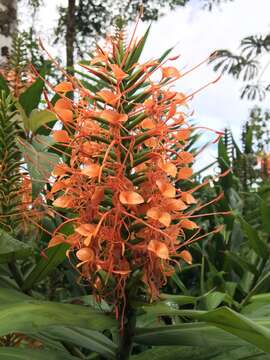 Image of Hedychium coccineum Buch.-Ham. ex Sm.