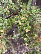 Image of Micrantheum serpentinum Orchard