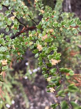 Image of Micrantheum serpentinum Orchard