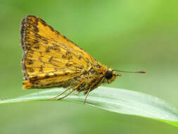 Image of Bush Hopper