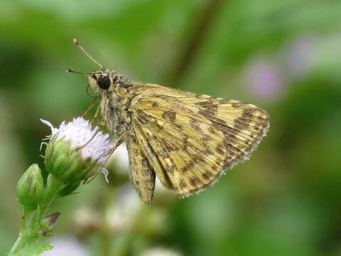 Image of Bush Hopper