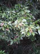 صورة Acer oblongum subsp. oblongum