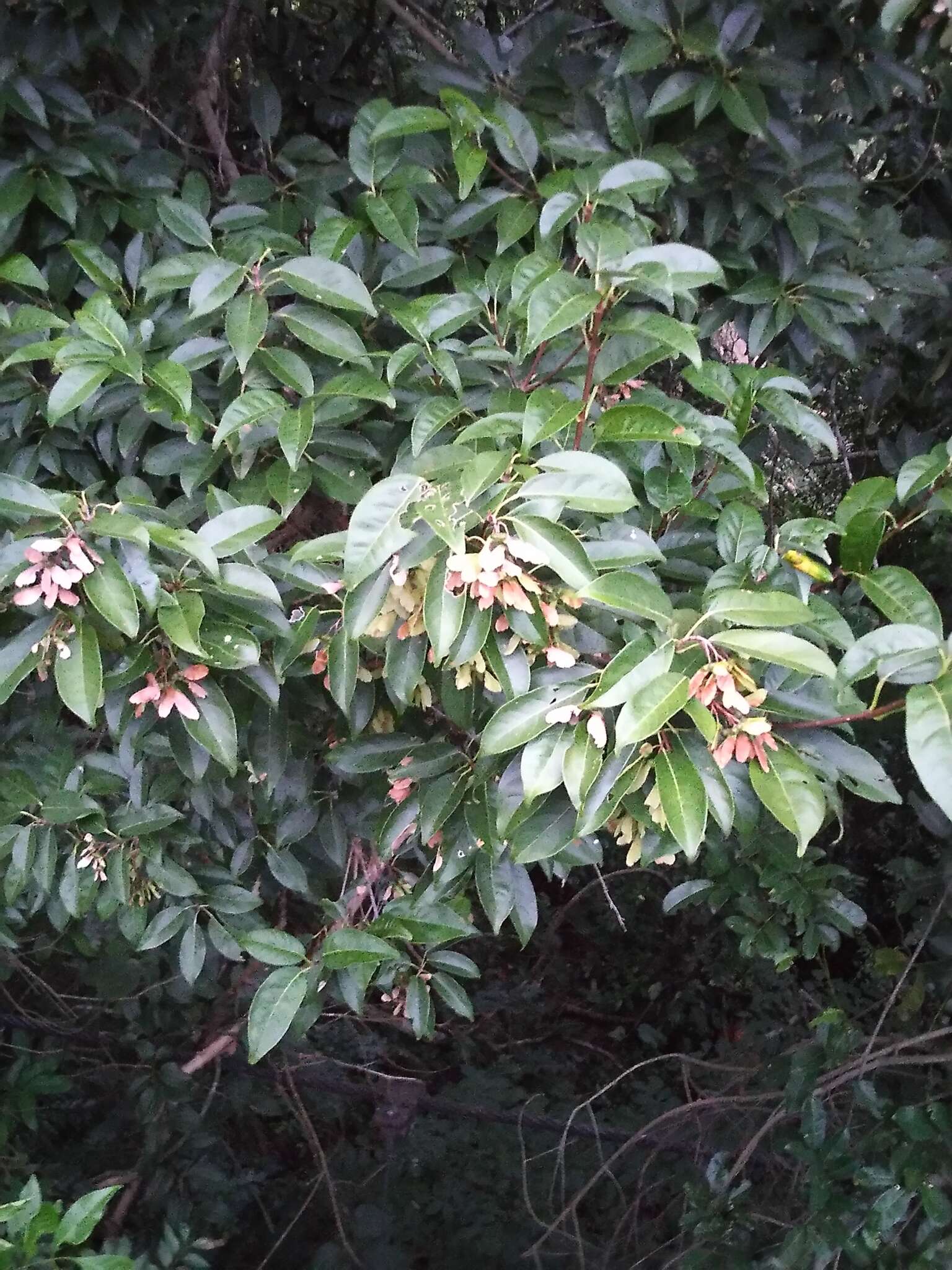 صورة Acer oblongum subsp. oblongum