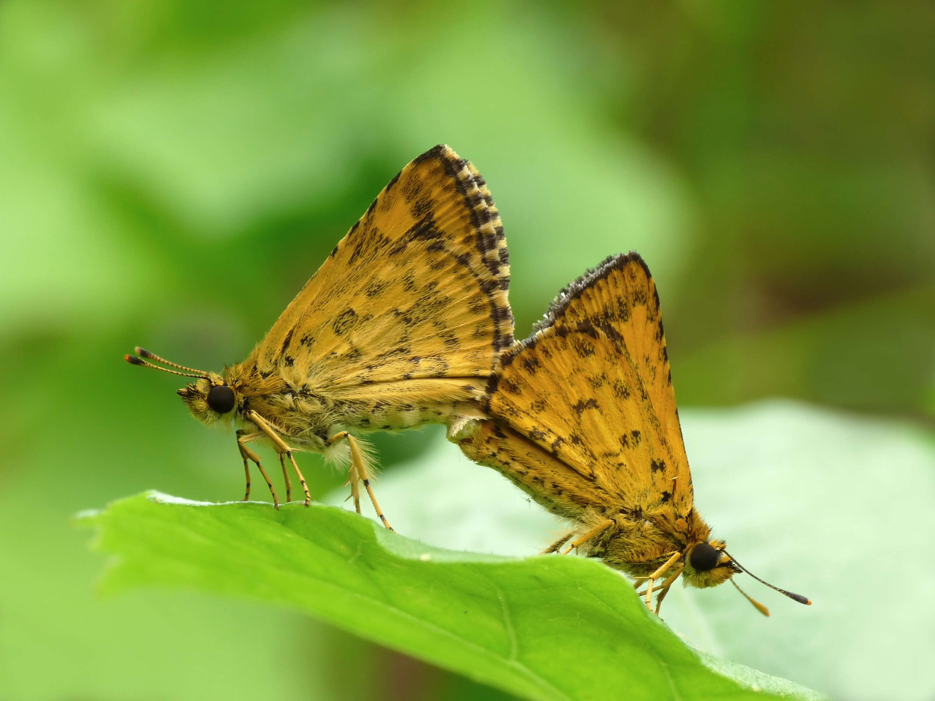 Image of Bush Hopper