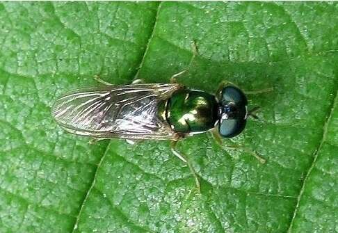 Plancia ëd Cephalochrysa nigricornis (Loew 1866)