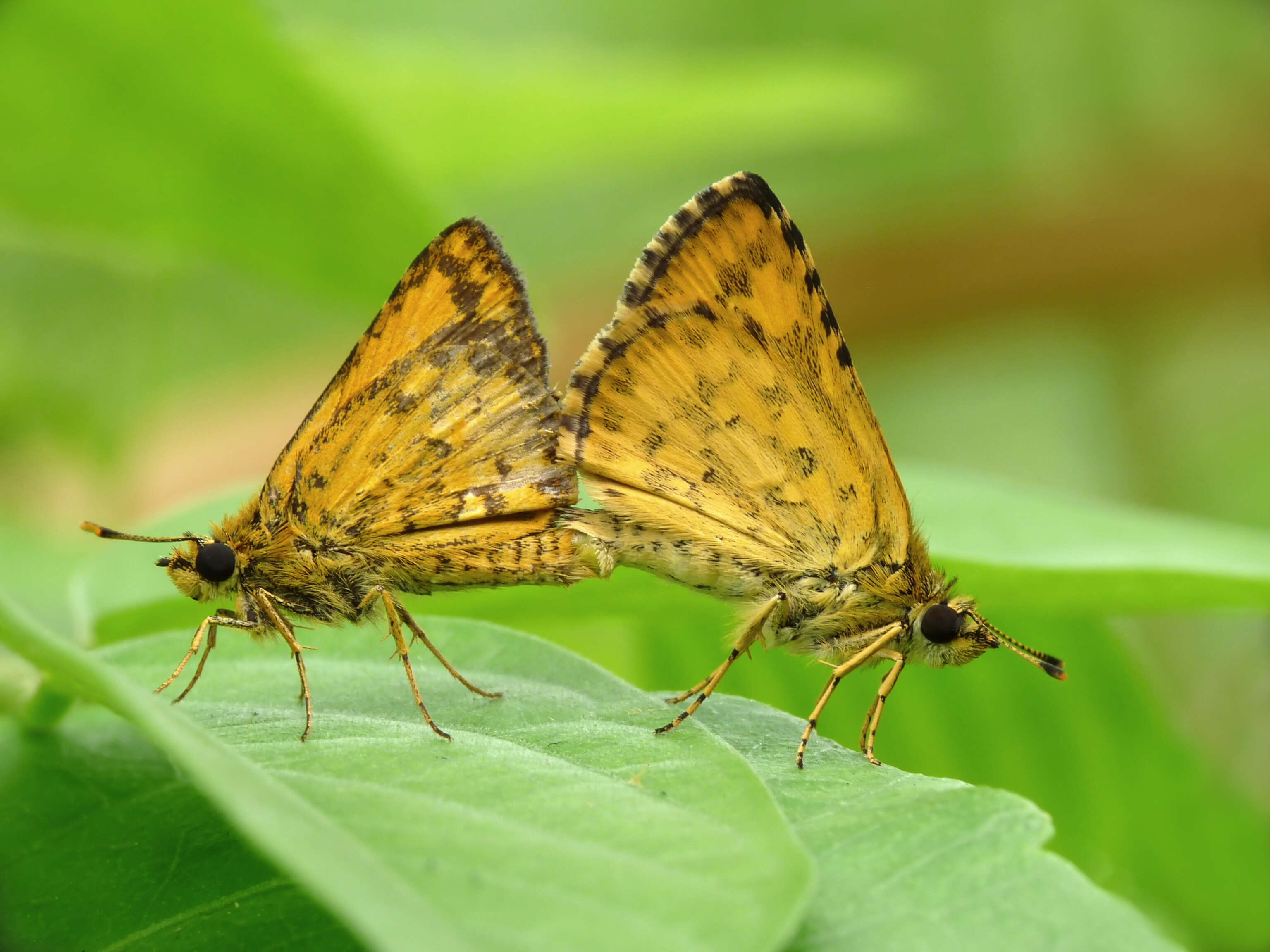 Image of Bush Hopper