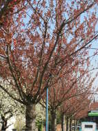 Image of Japanese flowering cherry