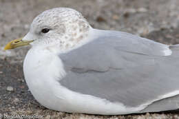 Image of common gull