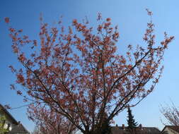 Image of Japanese flowering cherry